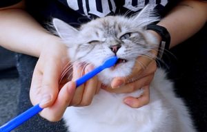 How to Groom A Siberian Cat 7 Brushing a Siberian Cat's teeth