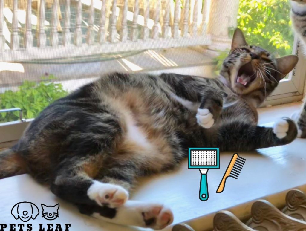 How to Groom A Sokoke Cat 4 Brushing a Sokoke Cat