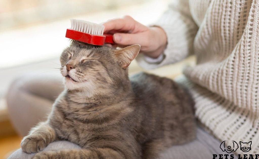 The Best Bristle Brushes for Cats & How to Use Them 4 Brushing a tabby cat