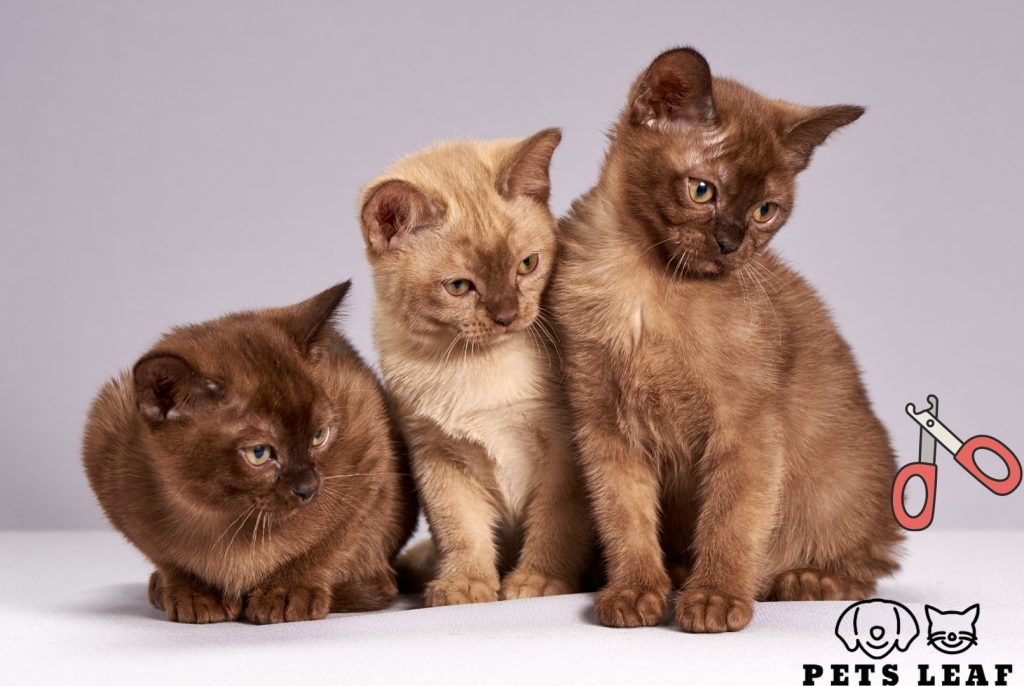Top 5 Best Cat Nail Clippers 9 Burmese Cat Nail Trimming
