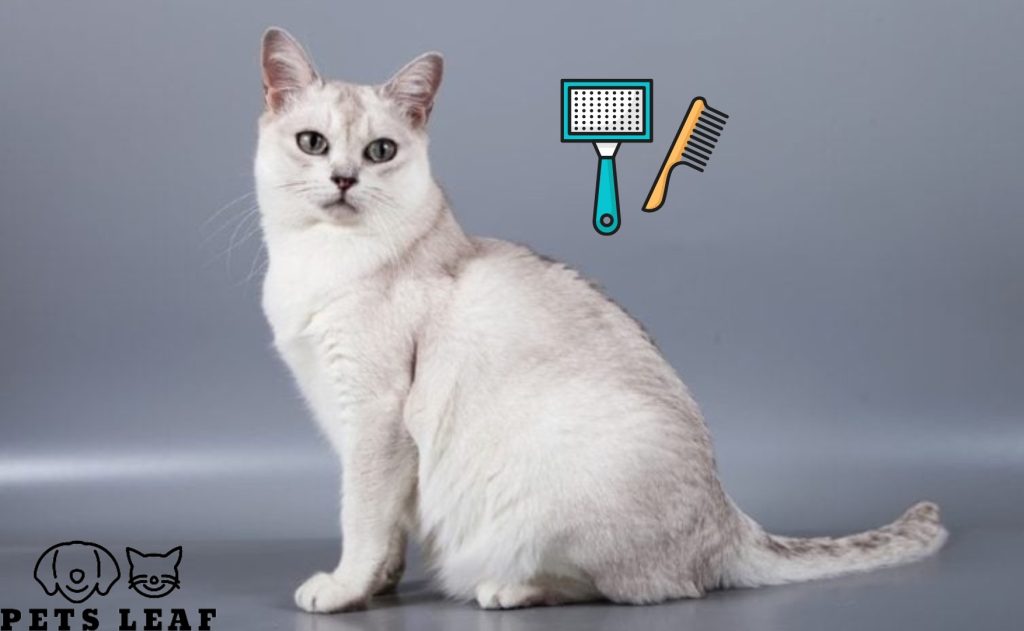 How to Groom A Burmilla Cat 4 Burmilla Cat
