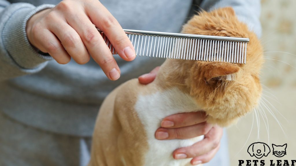 Lion Cut for Cats 4 Cat lion cut grooming process
