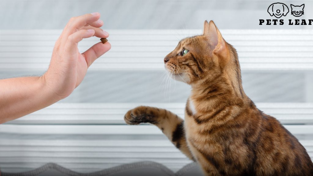 Cat Pooping On Bed: Causes and Solution (Vet Explains) 6 Cat training