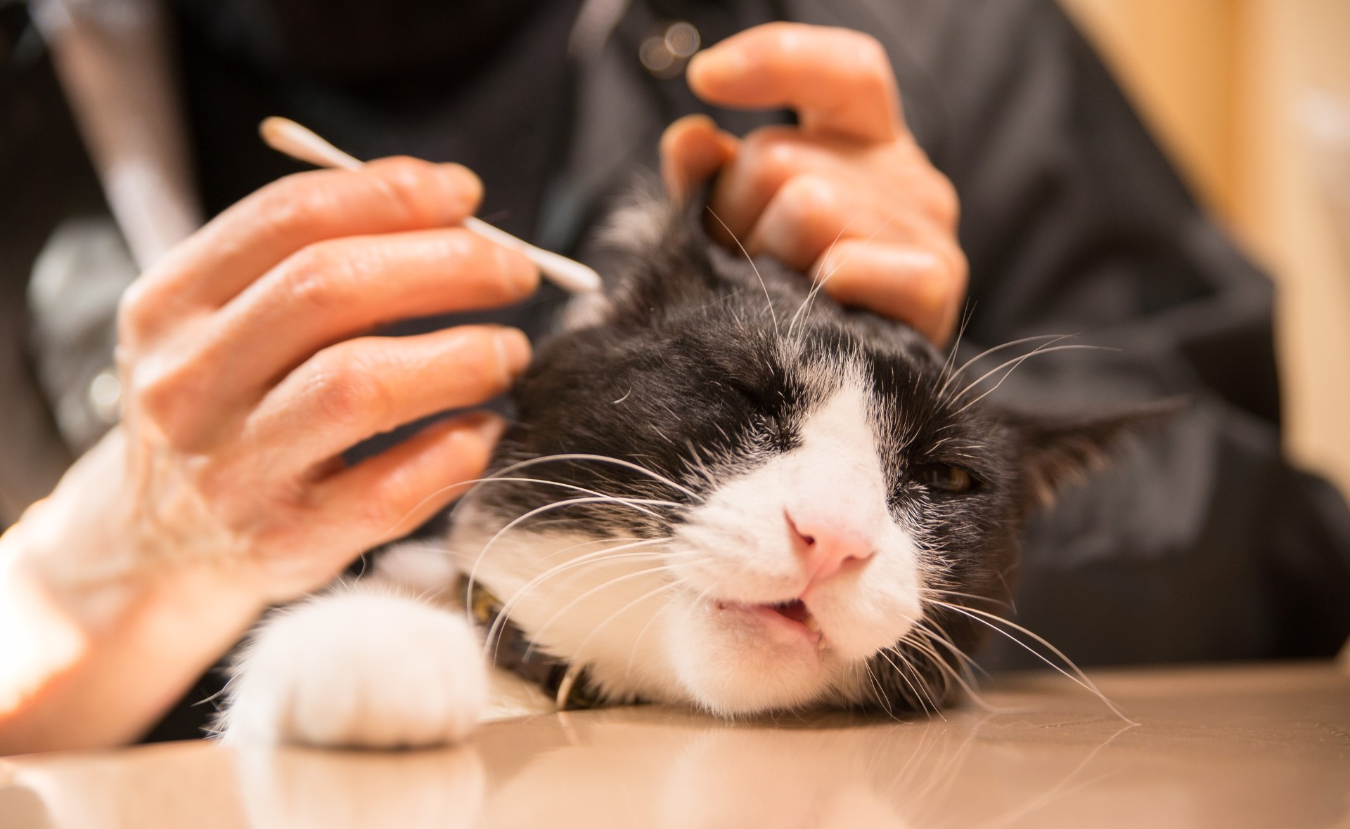 How to Groom a Calico Cat 6 Cleaning a cat's ears safely