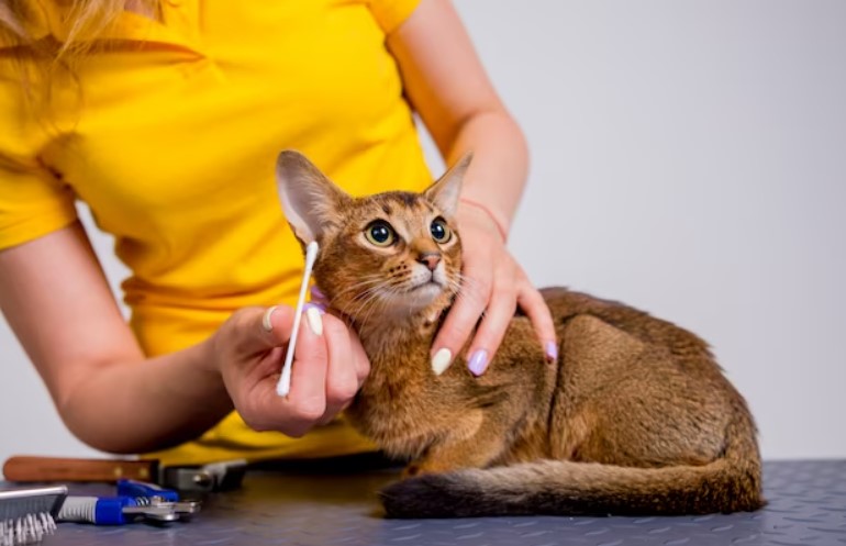How to Groom An Abyssinian Cat 5 Cleaning an Abyssinian Cat's Ears