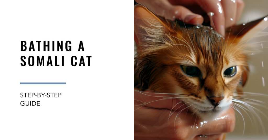 How to Groom A Somali Cat 5 How to Bathe A Somali Cat