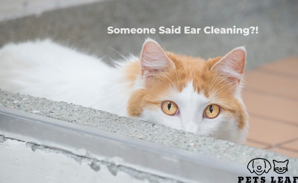 How to Groom A Turkish Angora Cat 5 How to Clean the Ears of a Turkish Van