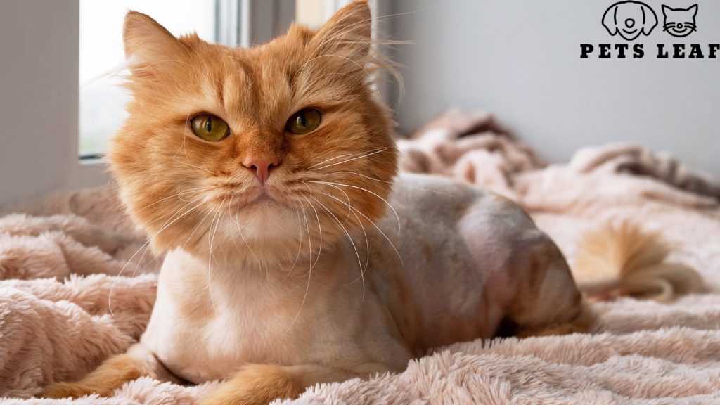 Lion Cut for Cats 2 Lion cut for cats