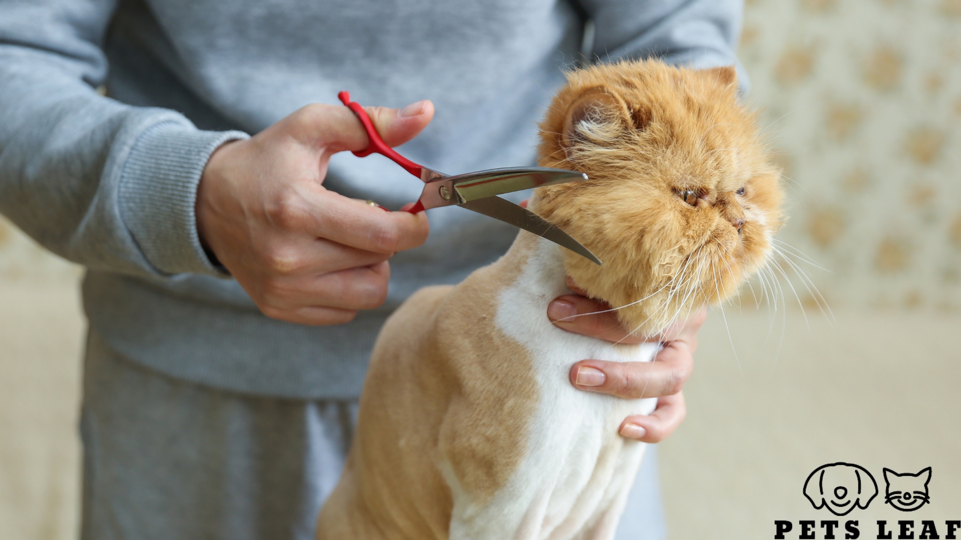 Why is Professional Cat Grooming Important? 5 Professional cat grooming for a lion cat