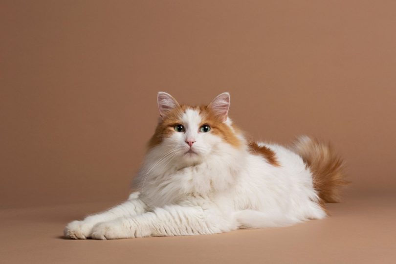 How to Groom A Turkish Van Cat 3 Turkish Van cat brushing