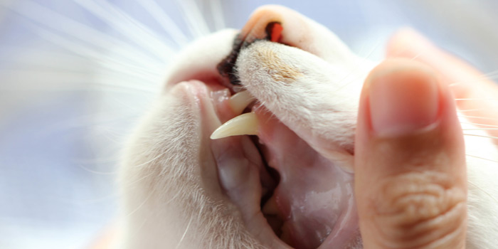 How to Groom A Turkish Van Cat 7 Turkish Van cat dental health
