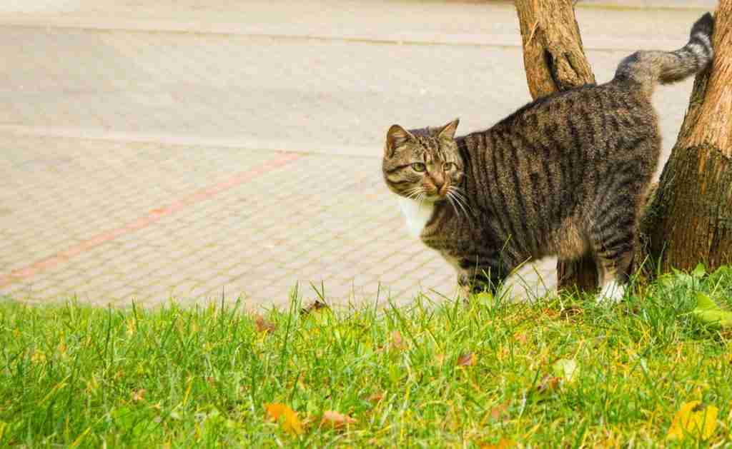 Cat peeing on bed? Top 5 Reasons & How to Stop it 3 a cat marking its territory