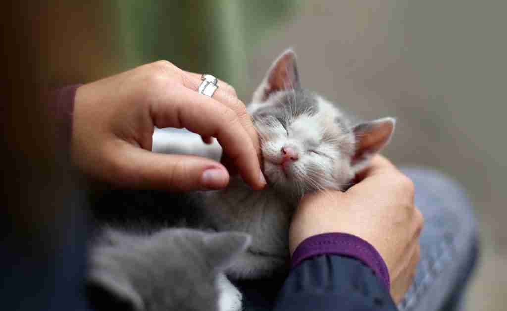 Cat peeing on bed? Top 5 Reasons & How to Stop it 5 a cat seeking attention