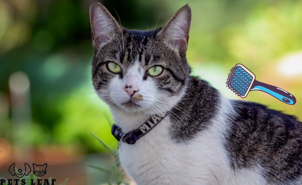 How to Groom An American Wirehair Cat 4 american wirehair care