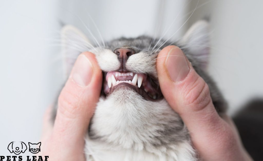 How to Groom An American Wirehair Cat 5 american wirehair dental care