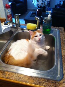 How to Groom A Turkish Van Cat 4 bathing a Turkish Van cat