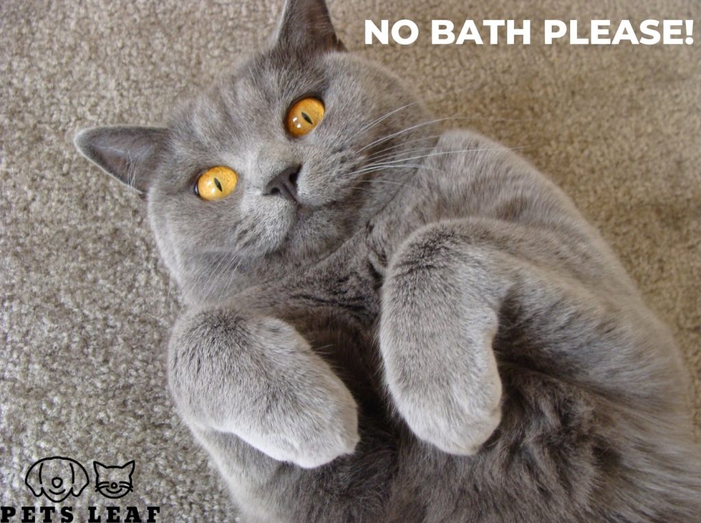 How to Groom A British Shorthair Cat 5 bathing a British shorthair cat