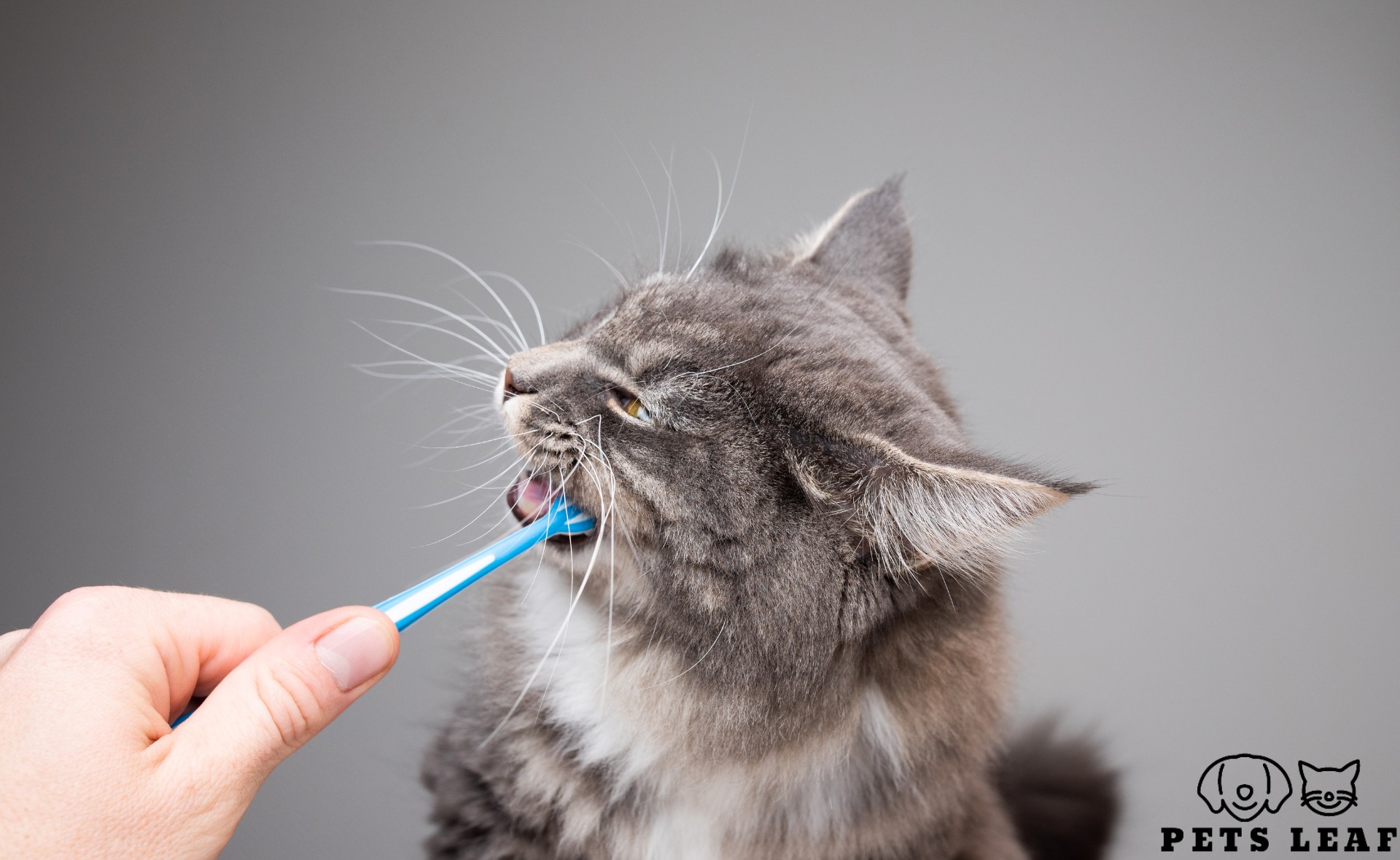 How to Groom a Calico Cat 7 brushing a cat's teeth