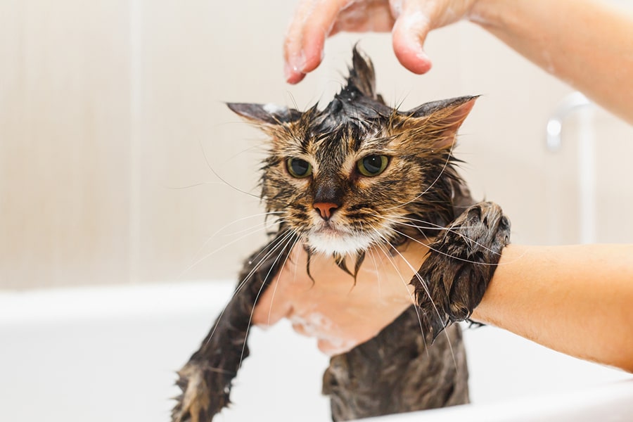 How to Groom a Tabby Cat 5 bathing a tabby cat