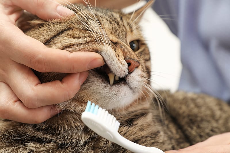 How to Groom A Brazilian Shorthair Cat 6 Brazilian shorthair cat dental hygiene