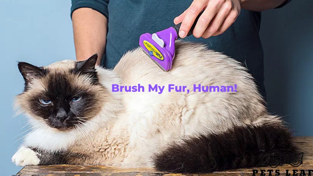 How to Groom A Balinese Cat 4 brushing a balinase cat