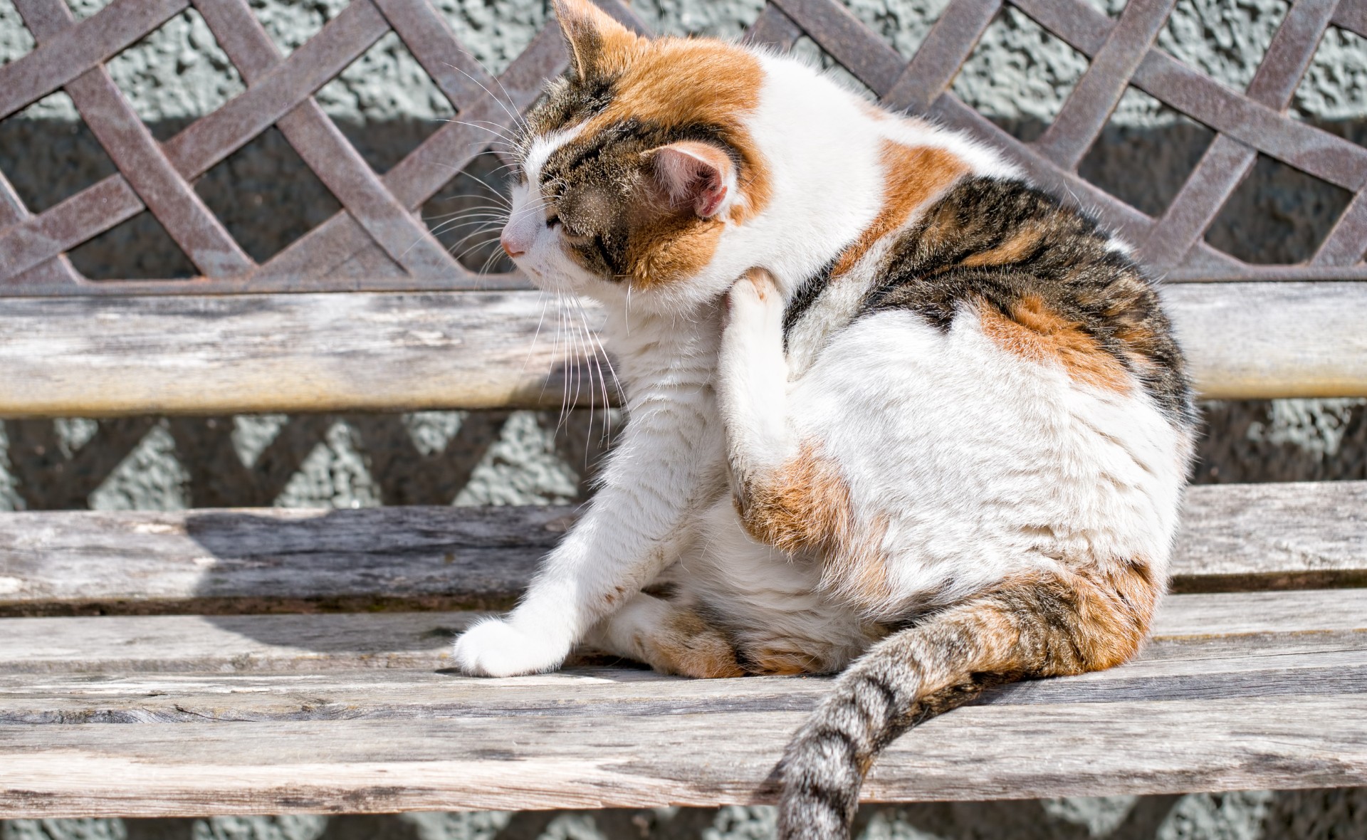 How to Groom a Calico Cat 8 calico cat fleas