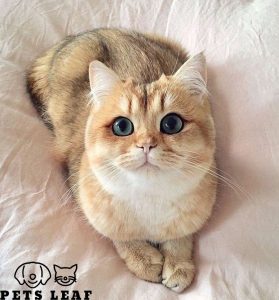 Cat Pooping On Bed: Causes and Solution (Vet Explains) 4 Cat anxiety