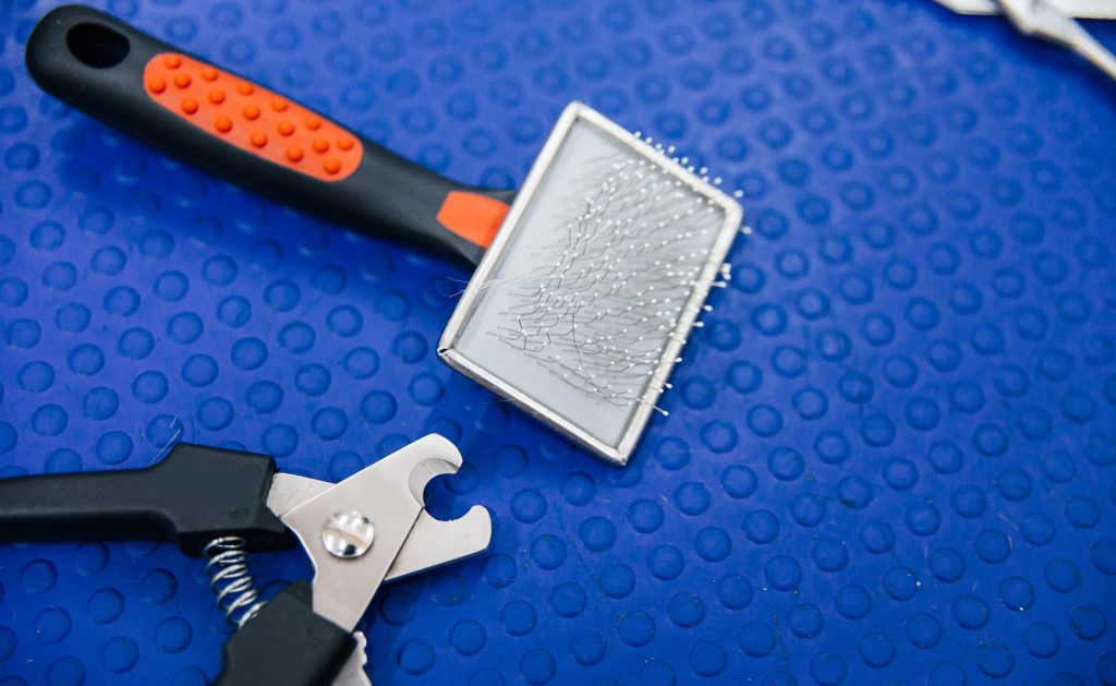 How to Groom A Bambino Cat 3 cat grooming supplies