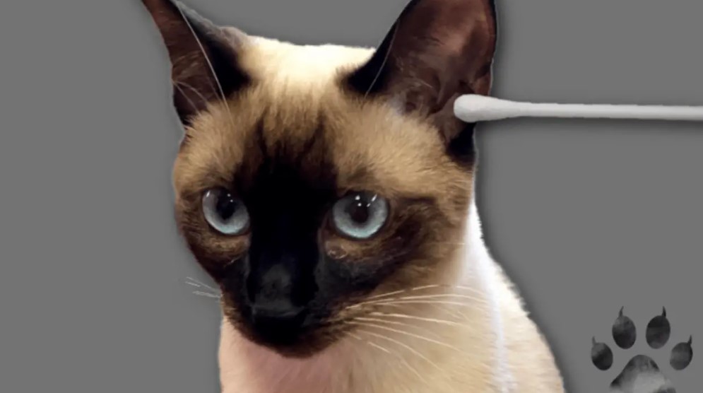 How to Groom A Siamese Cat 5 cleaning a siamese cat's ears