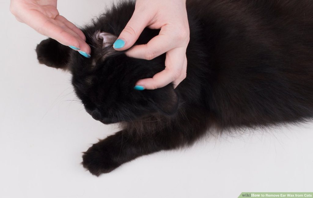How to Groom A Bombay Cat 5 cleaning a york chocolate's ears
