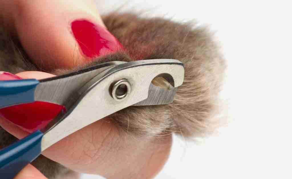 How To Groom An Oriental Longhair Cat 6 clipping a cat's nails