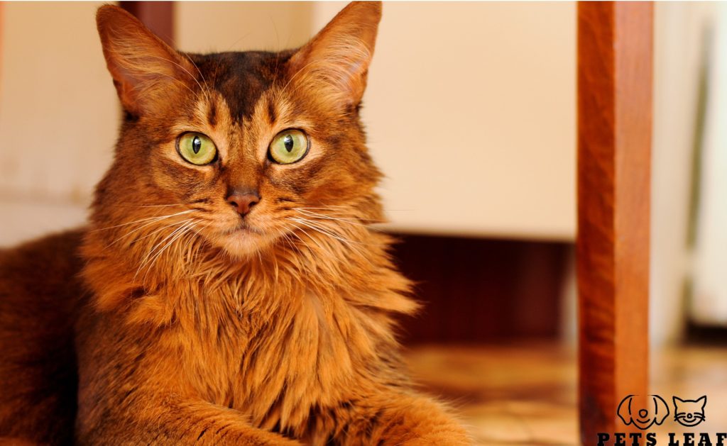 How to Groom A Somali Cat 2 somali cat