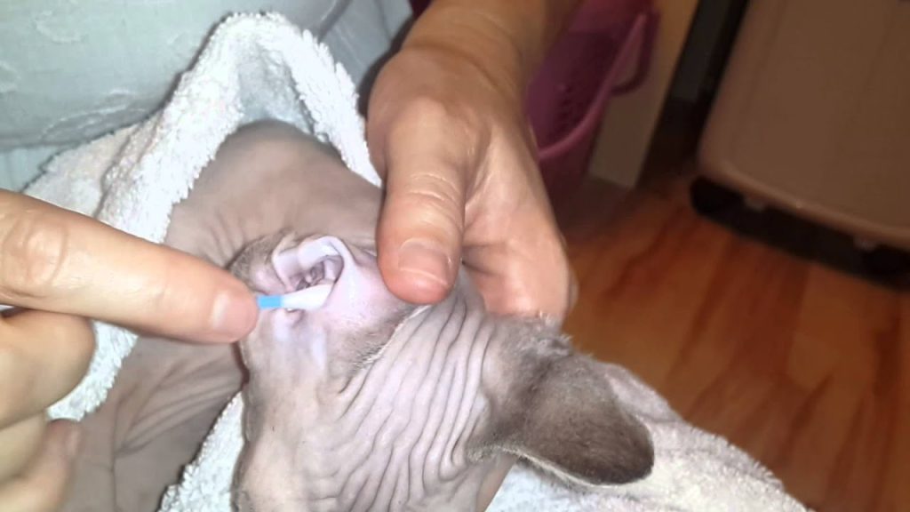 How to Groom A Bambino Cat 5 sphynx cat ear cleaning