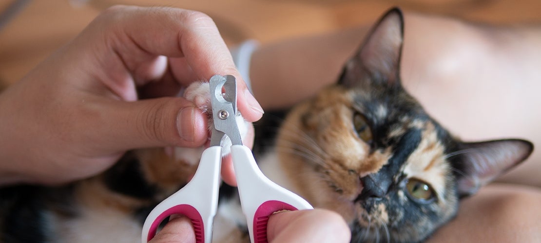 How to Groom a Calico Cat 5 trimming a calico's nails