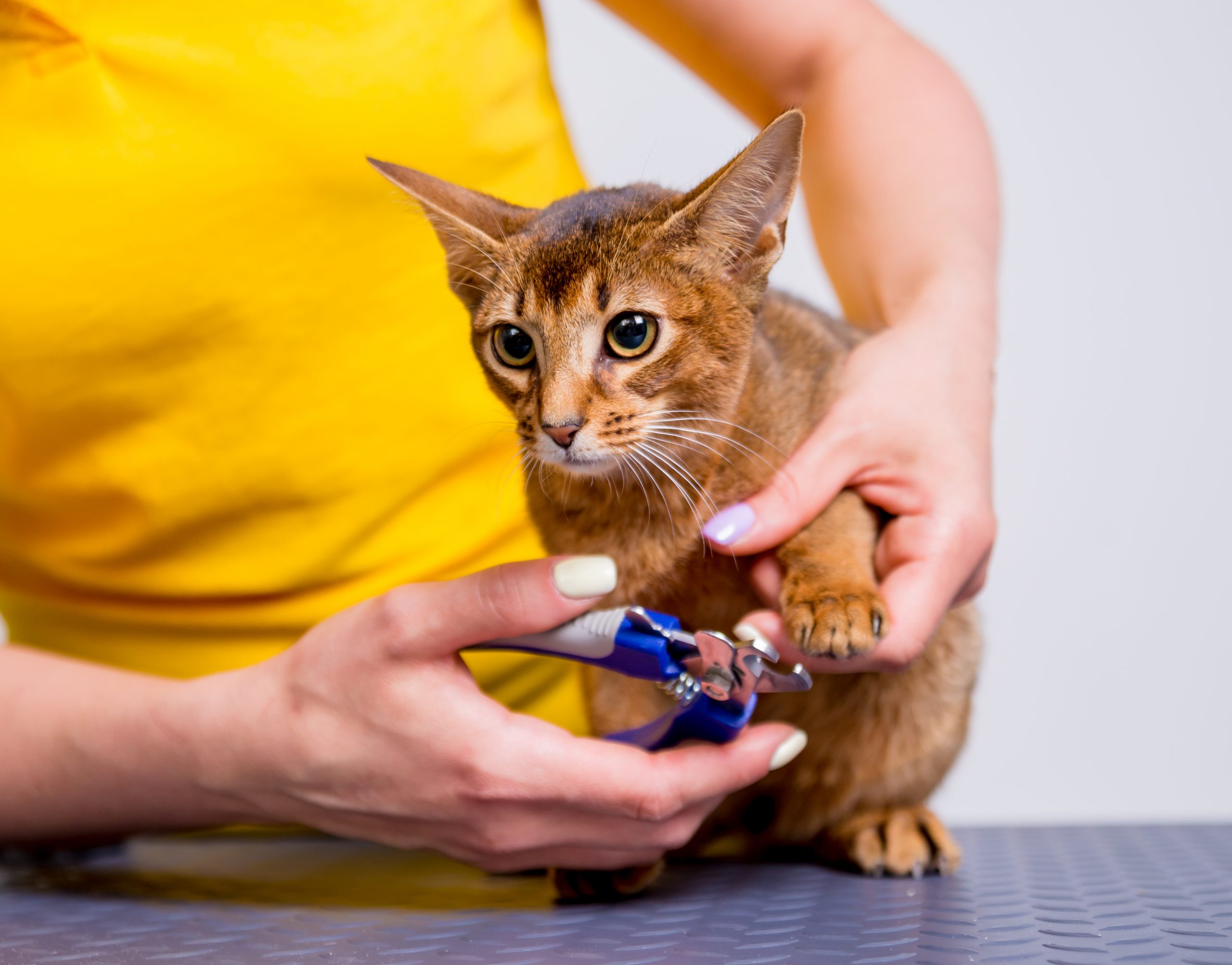 How to Groom An Abyssinian Cat 4 trimming an abyssinian cat's nails