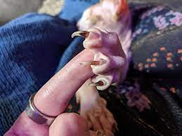 How to Groom A Bambino Cat 4 ukrainian levkoy cat nail trimming