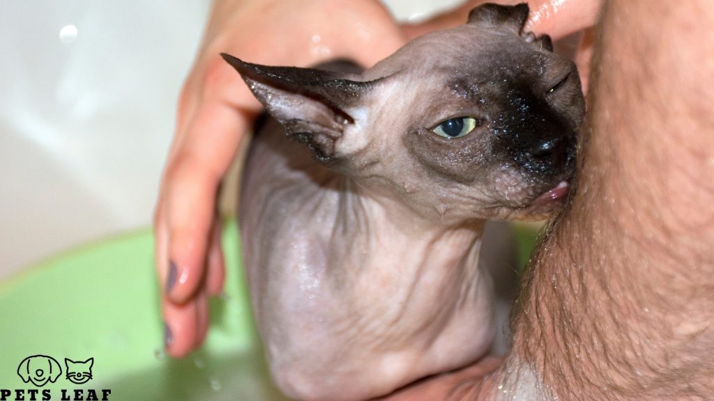 How to Groom A Sphynx Cat 3 Bathing A Sphynx Cat