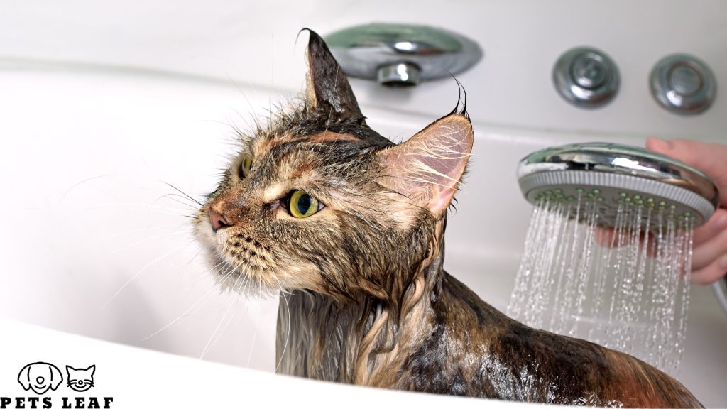 How to Groom A Maine Coon Cat 3 Bathing a Maine Coon