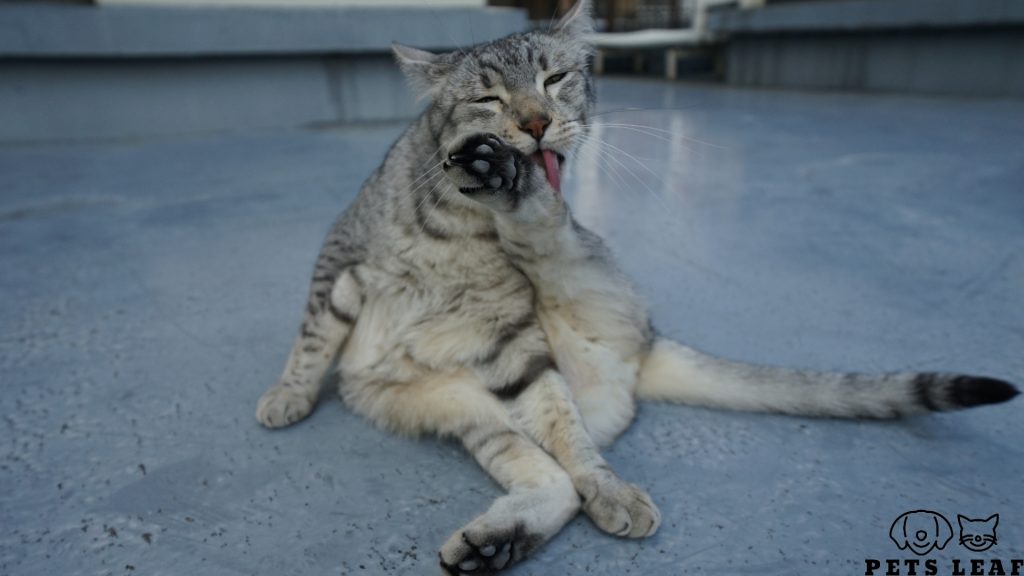 How to Groom An Egyptian Mau Cat 3 Grooming an Egyptian Mau Cat