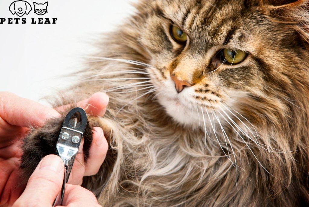 How to Groom A Maine Coon Cat 4 Maine Coon Nail Trimming