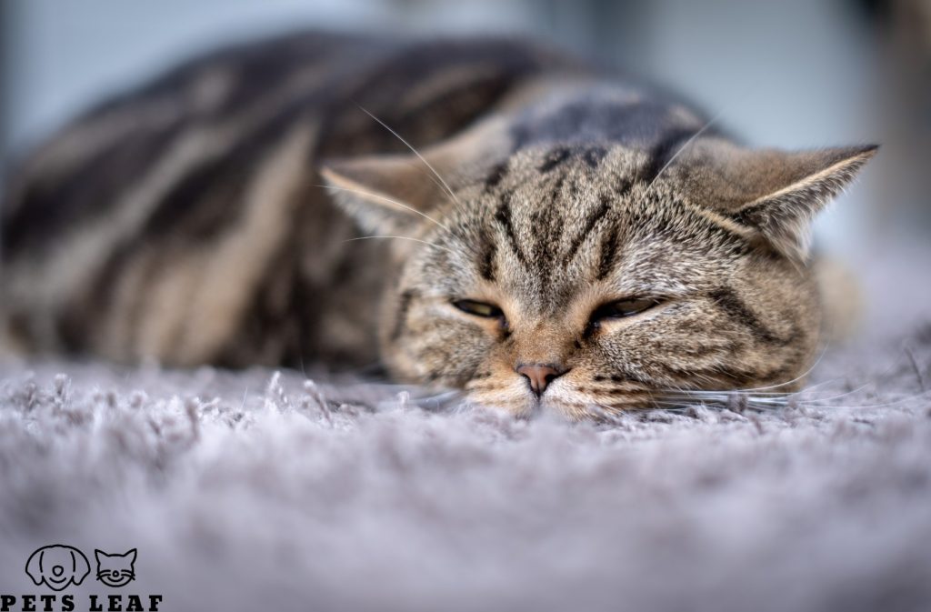 Why Do They Not Declaw Cats Anymore? 4 A cat in pain