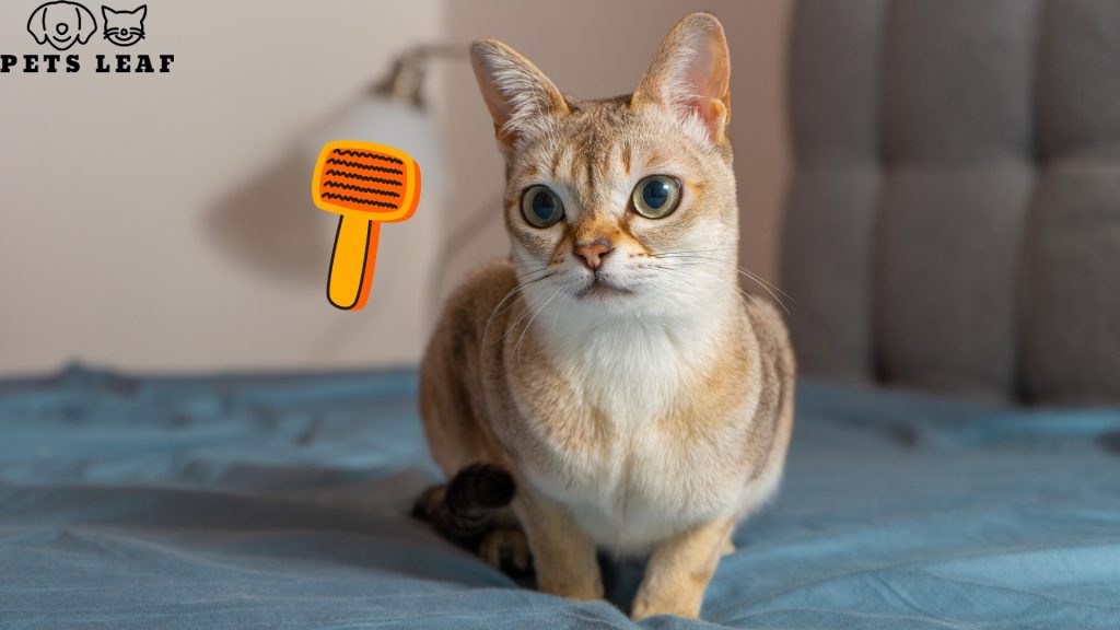 How to Groom A Singapura Cat 4 Brushing a Singapura Cat