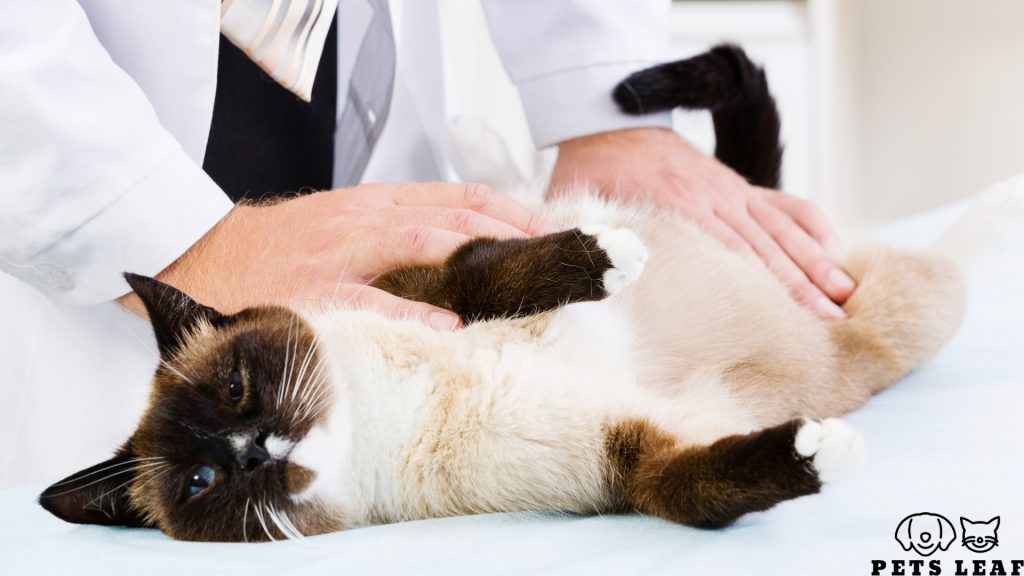 7 Reasons Why You Need a Cat Comb 4 Cat Coat Health