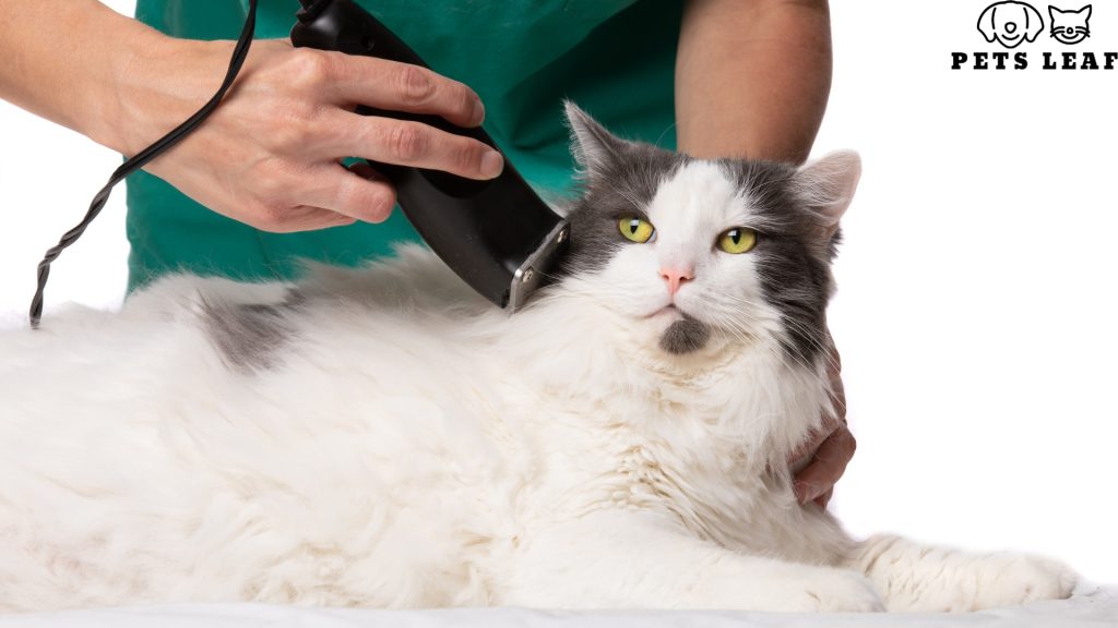 What to Look for Before Buying a Cat Grooming Clipper 3 Cat clippers