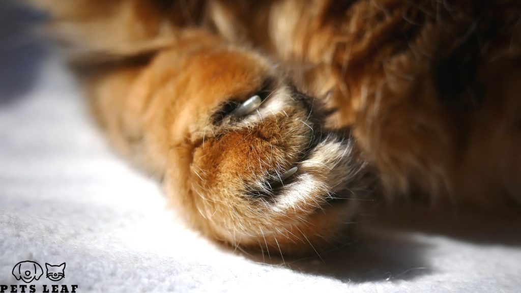 Why Do They Not Declaw Cats Anymore? 5 Cat declawing laws