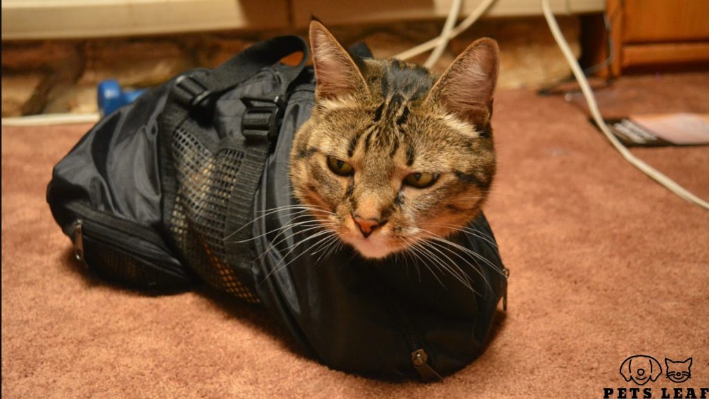 How to Use a Cat Grooming Bag 3 Cat grooming bag