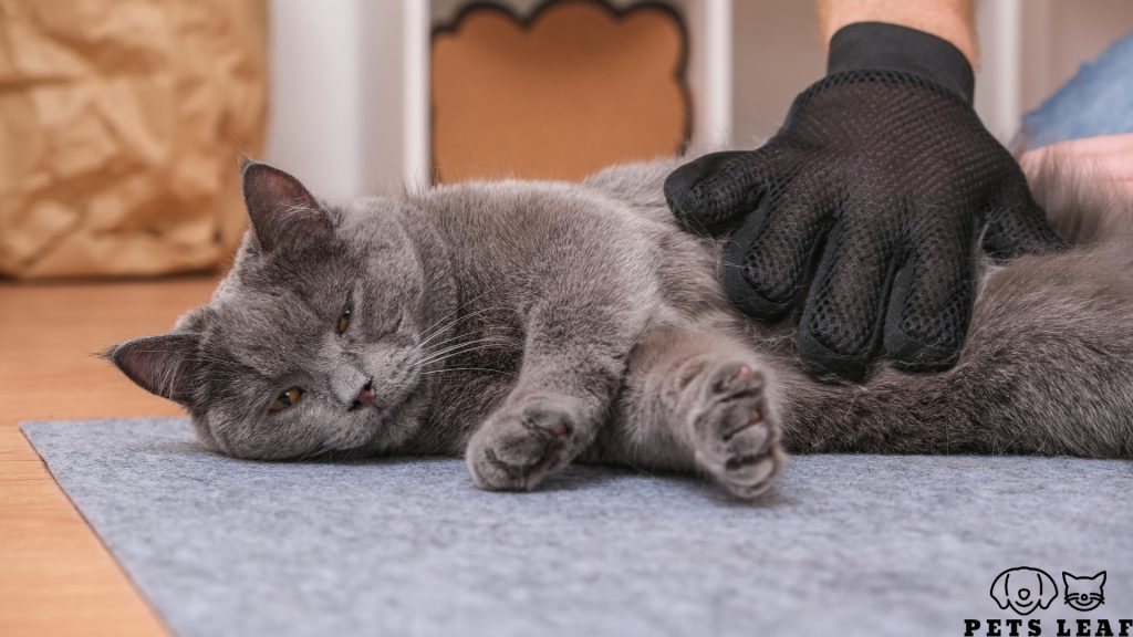 How to Use a Cat Grooming Glove 3 Cat grooming glove