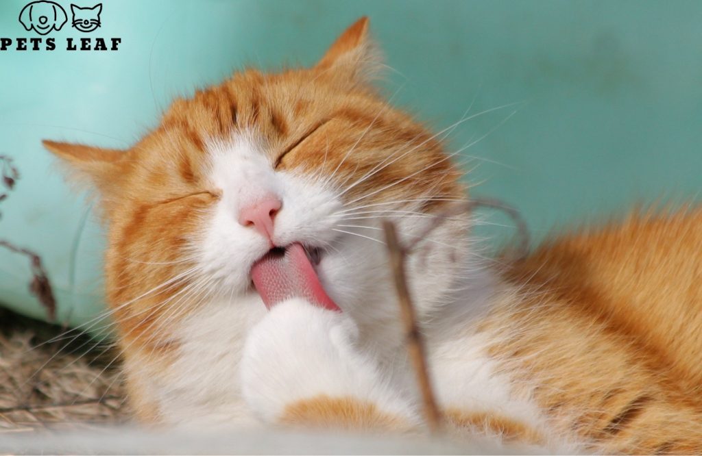 Cat Overgrooming: Signs, Causes, & Solutions 4 Cat overgrooming signs