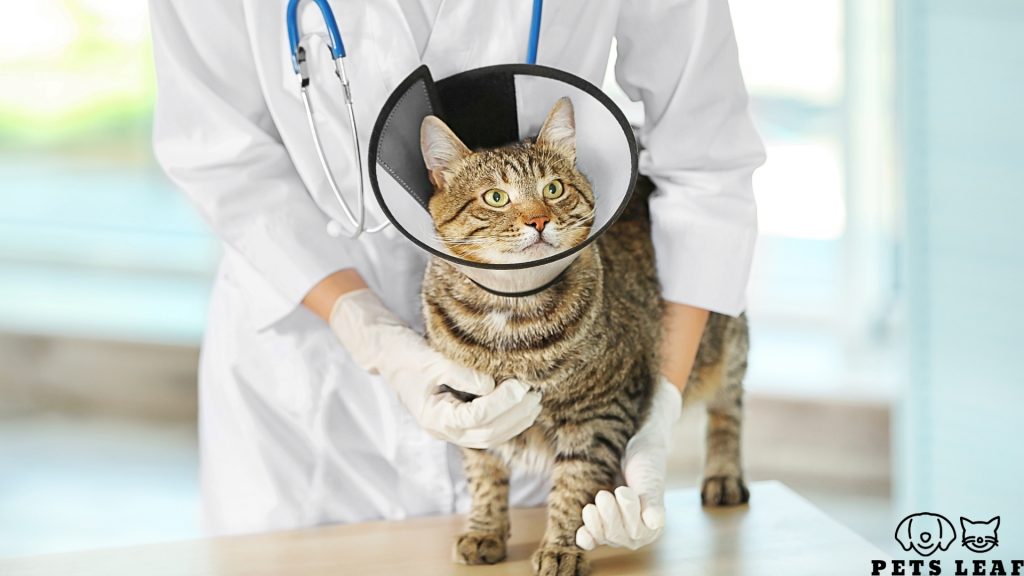Cat Overgrooming: Signs, Causes, & Solutions 6 Cat with vet