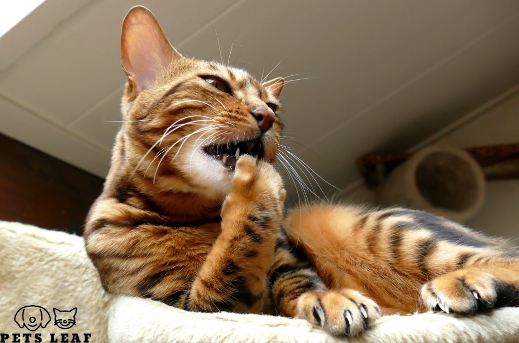 Cat Overgrooming: Signs, Causes, & Solutions 5 Causes of Overgrooming in Cats